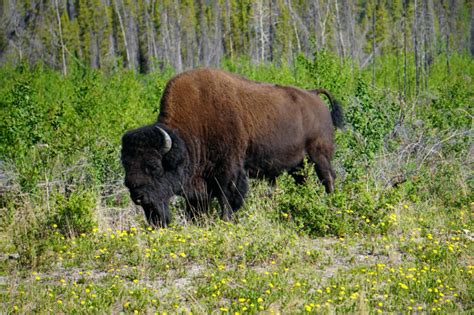 Canadian Wildlife: What You Need To Know - Backcountry Canada Travel