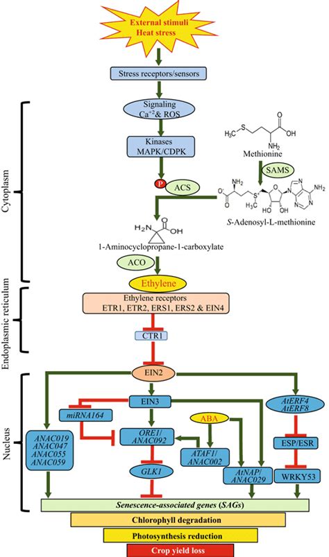 A model depicting the ethylene biosynthesis and downstream signaling... | Download Scientific ...