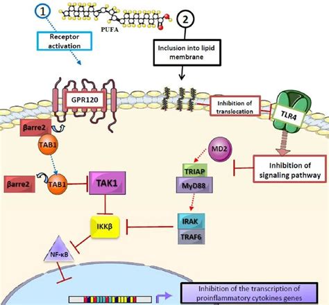 Role of polyunsaturated fatty acids in proinflammatory cytokine... | Download Scientific Diagram