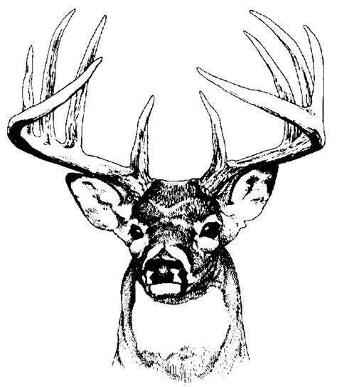 Download High Quality deer clip art whitetail Transparent PNG Images ...