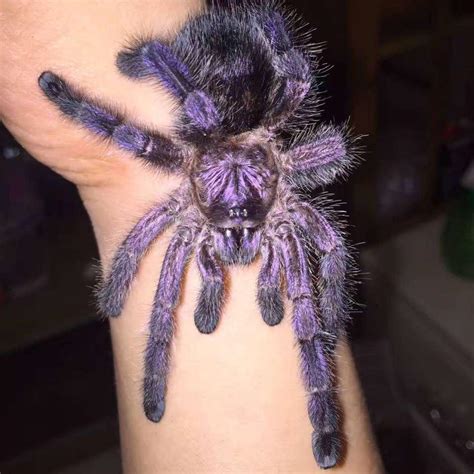 Avicularia purpurea (Purple Pinktoe Tarantula) - HappyForestStore