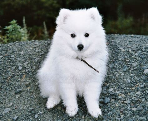 American Eskimo puppy!! Ah....Little D!!! | Precious four legged babies! | Pinterest | Beaux chiens