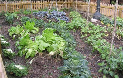 Tips for starting a home vegetable garden - LSU AgCenter