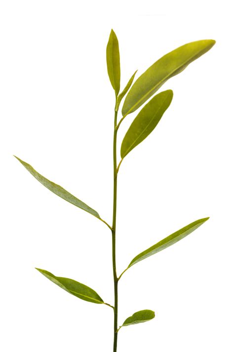 Sweetbay Magnolia | Medium Tree Seedling – SequoiaTrees.com