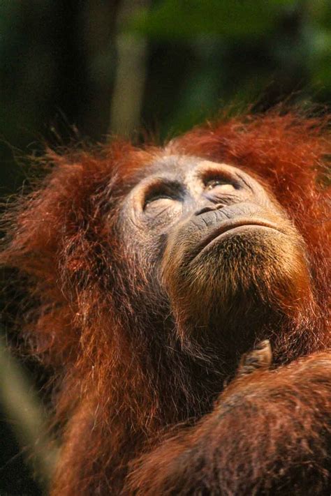 Gunung Leuser National Park orangutans, tigers bukitlawang, Indonesia - Bukit Lawang