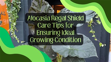 Alocasia Regal Shield Care: Tips for Proper Growth!