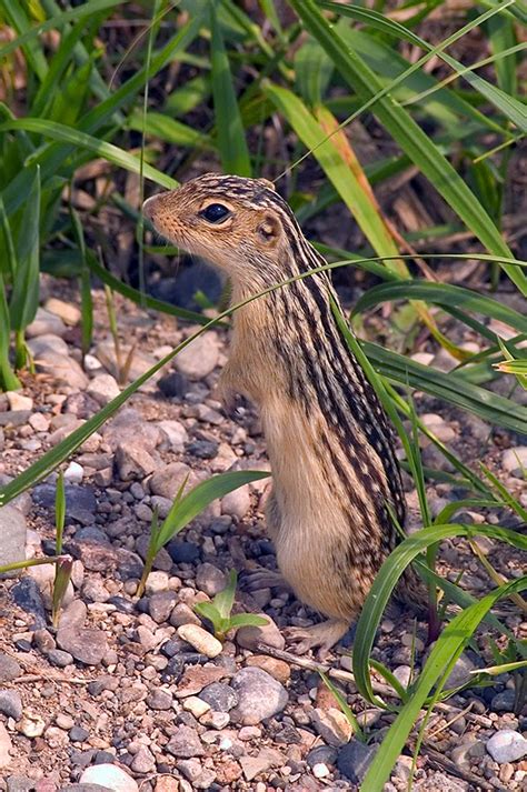 Dakotagraph: Know your South Dakota wildlife