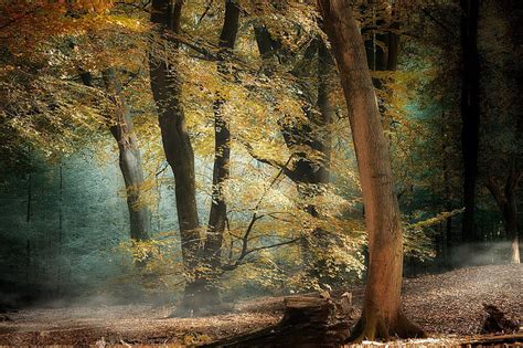 HD wallpaper: autumn, forest, nature | Wallpaper Flare