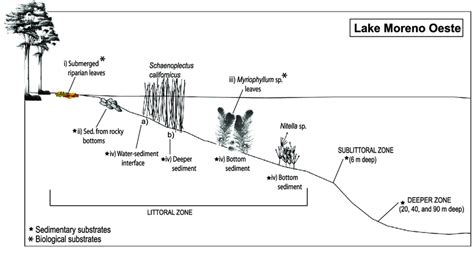 Diagram of the zones (littoral, sublittoral, and deeper) in Lake Moreno... | Download Scientific ...