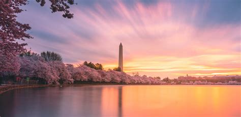 Cherry Blossom Festival Parade 2024 - Belva Ginnifer