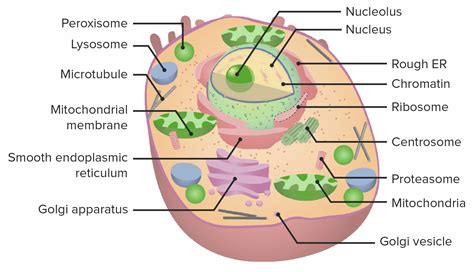 La Célula: Los Orgánulos | Concise Medical Knowledge