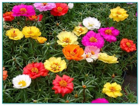 Small Flowering Plants For Full Sun | Home Improvement