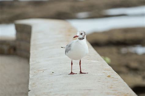 Seagull Flying · Free Stock Photo