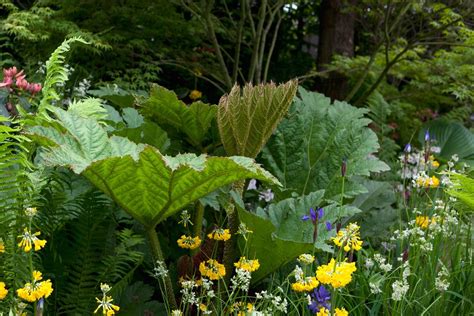 10 Plants to Grow in a Bog Garden - BBC Gardeners World Magazine