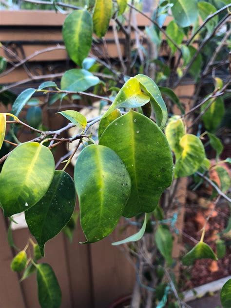 Ficus Tree infected leaves in the Houseplants forum - Garden.org