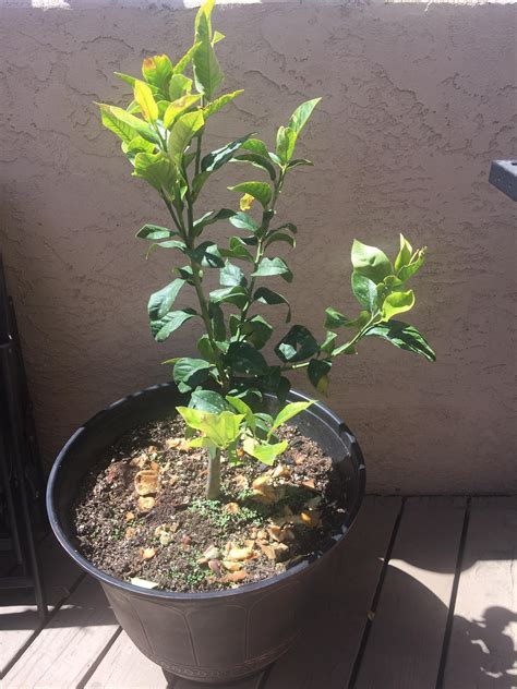 Lemon tree 🍋 : gardening