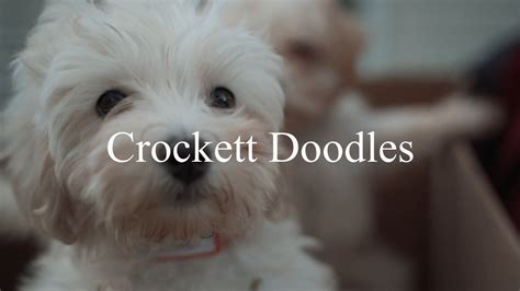 Crockett Doodles Christmas 2020 in 2021 | Mini goldendoodle puppies ...