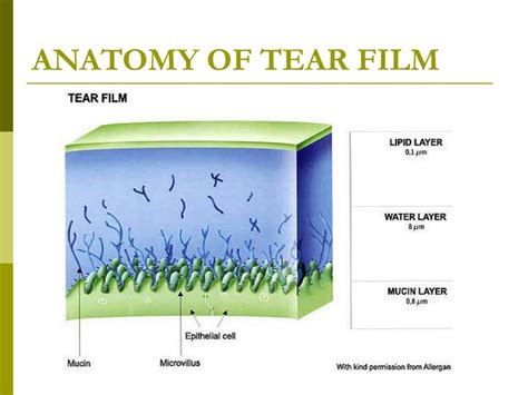 PPT - Dry eye work up PowerPoint Presentation, free download - ID:4563328