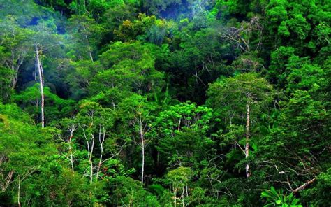 Tentang Vegetasi Hutan Tropis – HIMABA FKT UGM