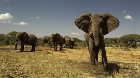 Petition · Stop the Ivory Trade · Change.org