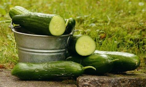 8 Best Parthenocarpic Cucumber Varieties to Grow in 2021 – Bountiful ...