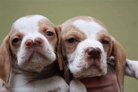 Catalburun, Burgos Retriever, Spanish Pointer, Pachon Navarro Dog Unusual Dog Breeds, Rare Dog ...