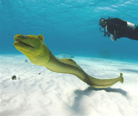 Green Moray Eel (Gymnothorax funebris) - ANGARI Foundation