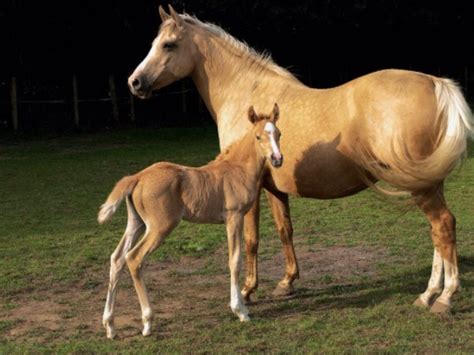 Palimony pony and hourses aww so cute | Baby horses, Palomino horse, Horse breeds