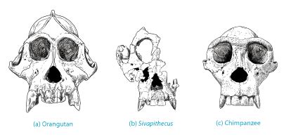 Escenarios prehistóricos: Sivapithecus