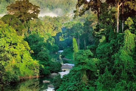 10 Hutan Tertua di Dunia Menantang Untuk Dijelajahi