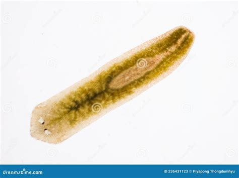 Planarian Parasite Flatworm Under Microscope. Stock Image - Image of ...