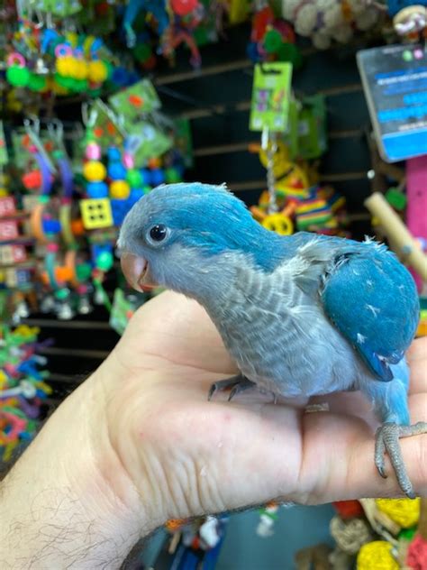 blue quaker parrot for sale | Blue Quaker Parrot for sale near me