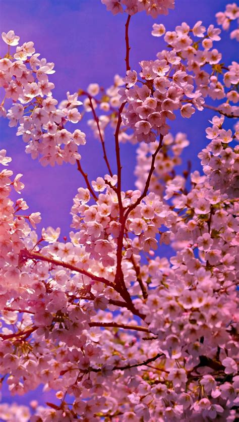 Cherry Blossom tree Wallpaper 4k HD ID:4625