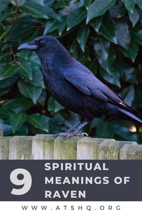 Raven Symbolism: 9 Spiritual Meanings of Raven