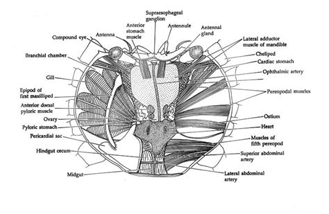 crab anatomy dorsal internal view blue crab dissection guide dungeness crab anatomy | Crab ...