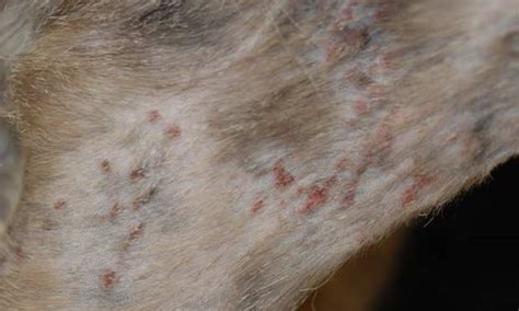 Skin Disease in Cats: It Isn’t Always What It Seems | Clinician's Brief