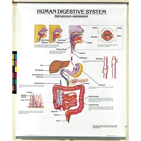 Human Body Systems Chart Set | Carolina Biological Supply