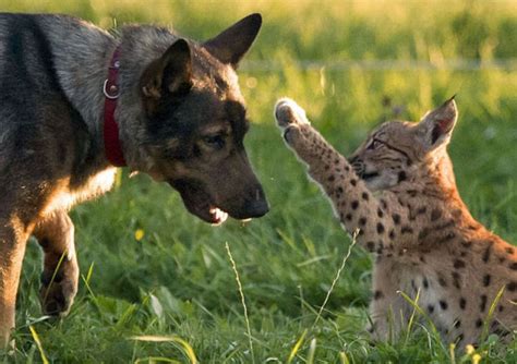 Dog Adopts Three Lynx Cubs (7 pics) - Izismile.com