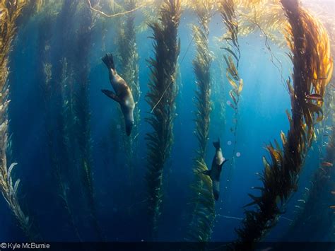 Underwater Photography in Kelp Forests