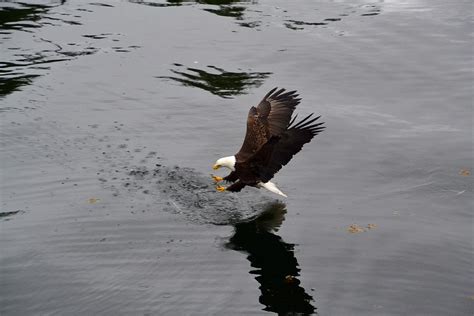 Bald Eagle Hunting Photograph by Relihan Art - Fine Art America