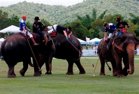 Elephant polo - Jaipur: Get the Detail of Elephant polo on Times of India Travel