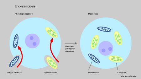 Diagram Of Endosymbiotic Theory