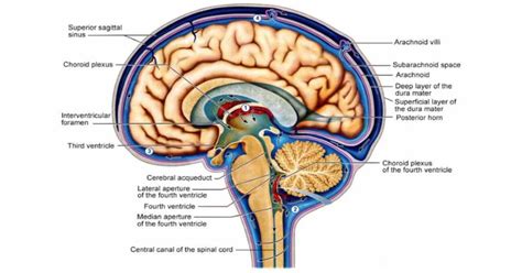 Your Brain Has A Microscopic Cleaning System To Remove Toxins And It's Only Active During Sleep