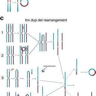 Ring chromosome formation. a Ring chromosome formation by double-strand... | Download Scientific ...