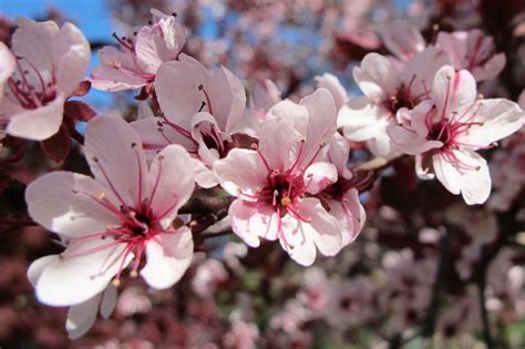 How to Grow the Purple Leaf Sand Cherry