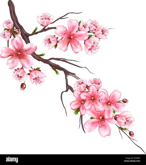 Flowering branch of an sakura tree on a white background. Pink flowers on a tree branch ...