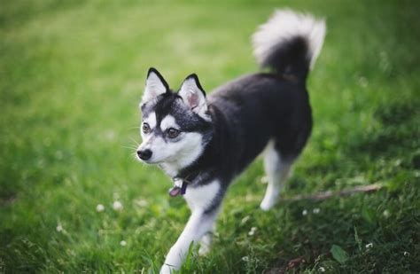 Miniature Husky - Complete Breed Guide - Animal Corner