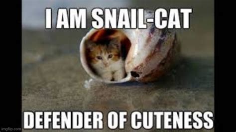 snail cat - Imgflip