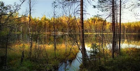 Autumn Forest Lake by Pajunen on DeviantArt