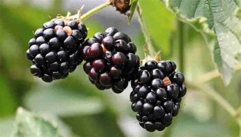 Blackberry Bushes: From the Wild to Cultivation | BioGrow